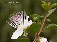 Caparis spinosa, Caper