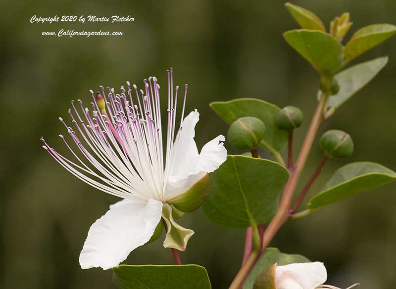 Capparis spinosa, Caper