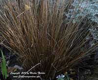 Carex buchananii, Leather Leaf Sedge