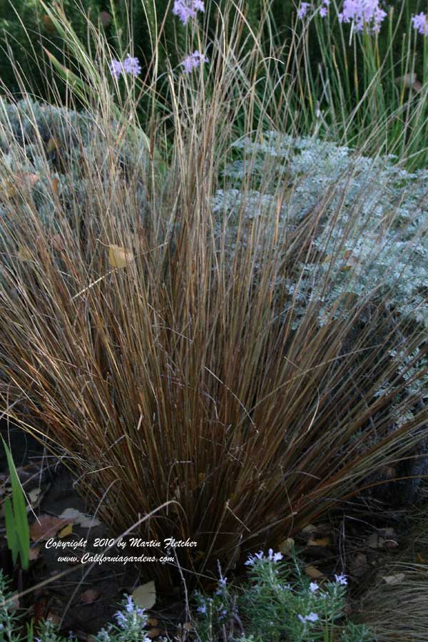 Carex buchananii, Leather Leaf Sedge