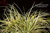 Carex oshmimensis Evergold, Evergold Sedge, Variegated Japanese Sedge