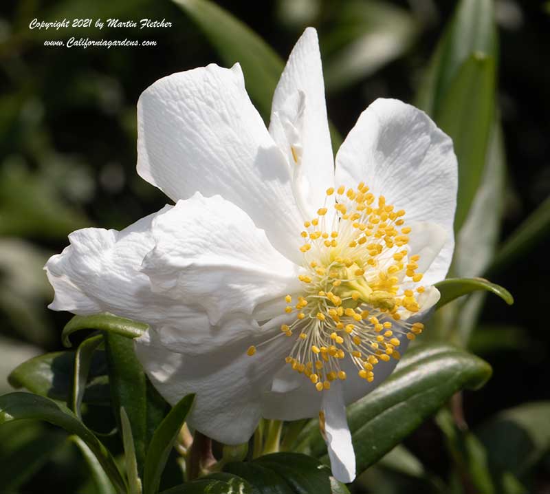 Carpenteria californica, California Anemone