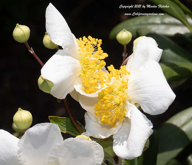 Carpenteria californica, California Anemone