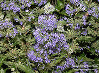 Caryopteris clandonensis Korball, Blue Balloon