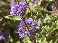 Caryopteris incana, Bluebeard