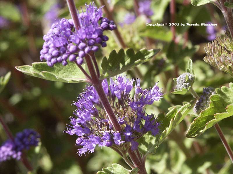 Caryopteris incana, Blue Beard