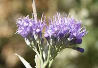 Caryopteris Longwood Blue, Longwood Blue Bluebeard