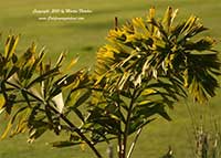 Caryota mitis, Clustered Fishtail Palm