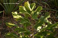 Caryota urens, Wine Palm, Jaggery Palm, Sago Palm, Toddy Palm, Kittul Tree