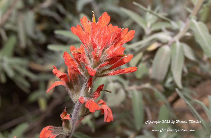 Castilleja affinis, Indian Paintbrush