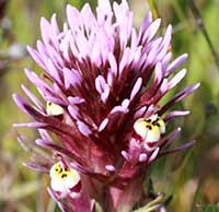 Castilleja exserta, Purple Owl's Clover