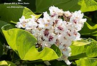 Catalpa speciosa, Northern Catalpa