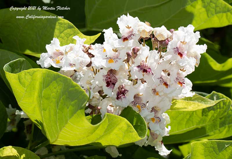 Catalpa speciosa, Northern Catalpa