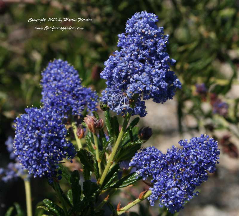 Ceanothus Concha