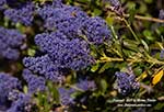 Ceanothus Gentian Plume, Gentian Plume California Lilac