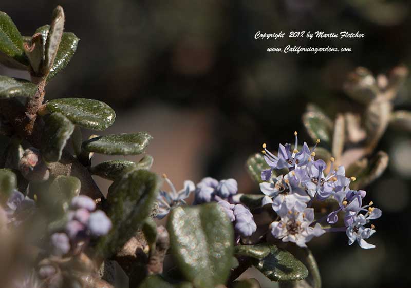 Ceanothus maritimus Point Sierra, Maritime Ceanothus