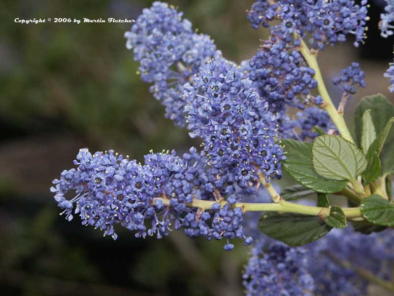 Ceanothus Ray Hartman