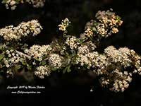 Ceanothus Sierra Snow