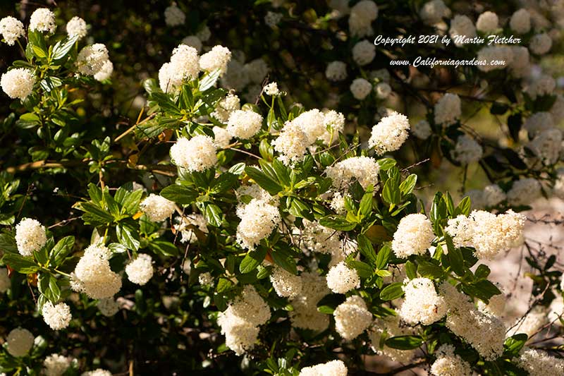 Ceanothus Snow Flurry