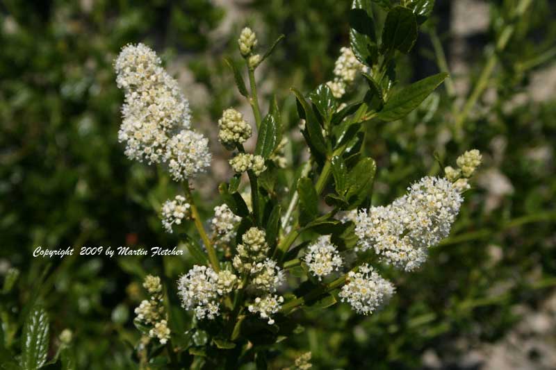 Ceanothus Snow Flurry