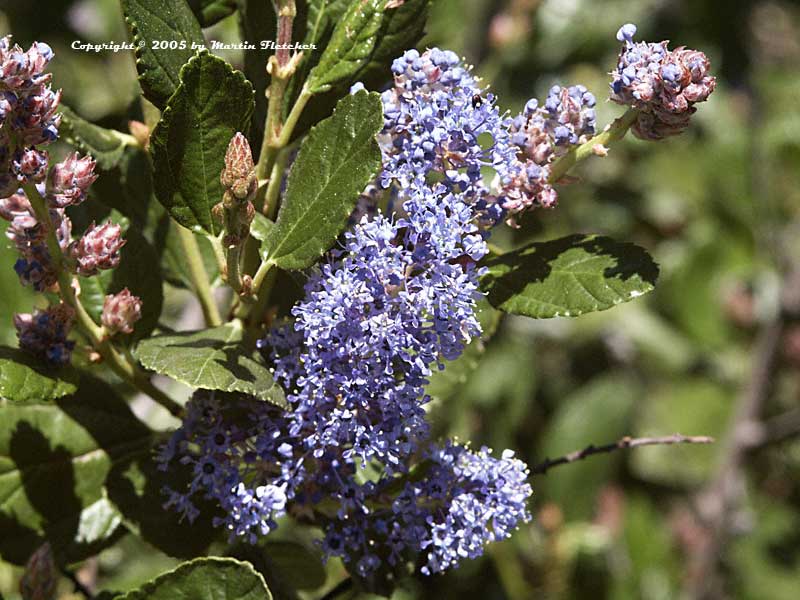 Ceanothus Yankee Point