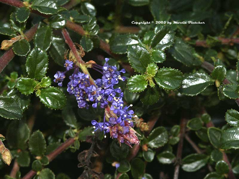 Ceanothus Centennial