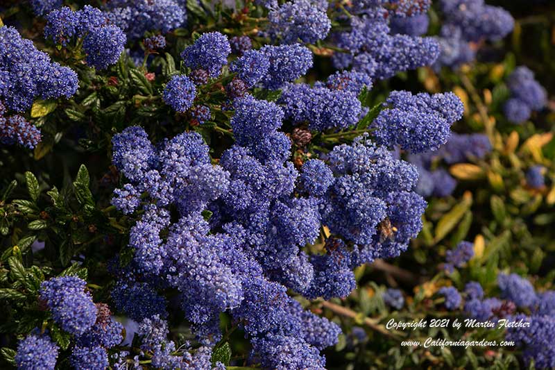 Ceanothus Concha