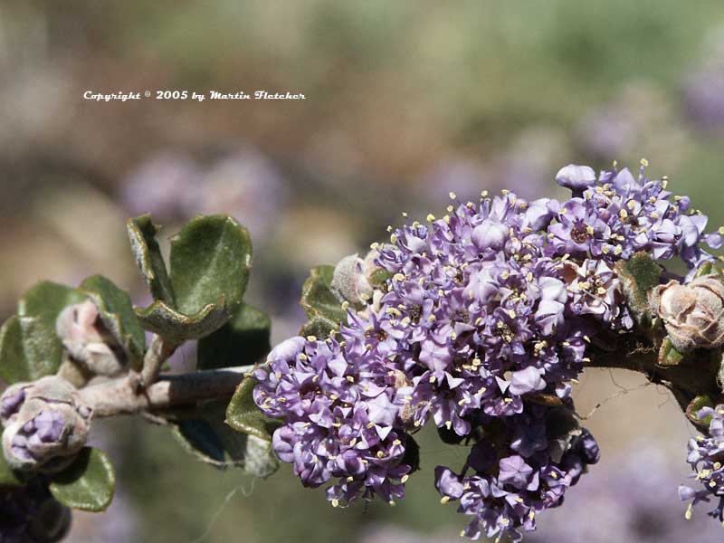 Ceanothus Frosty Dawn