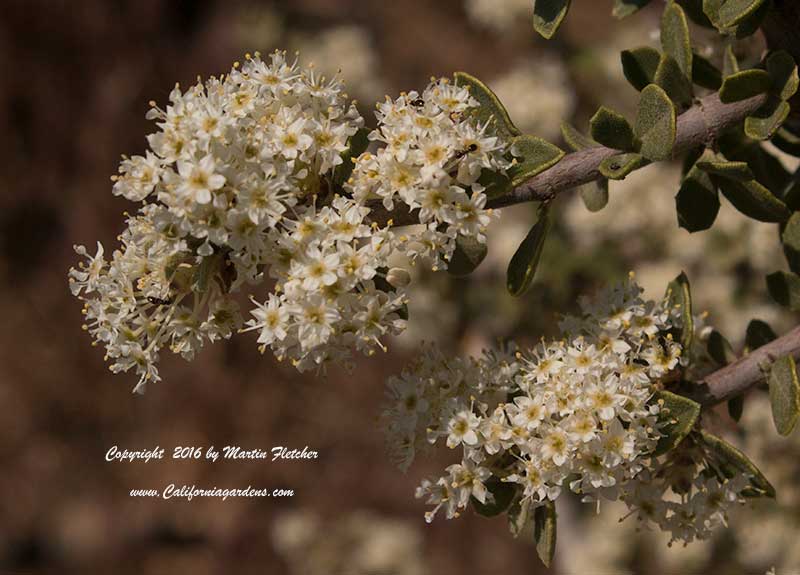 Ceanothus greggii, Desert Ceanothus