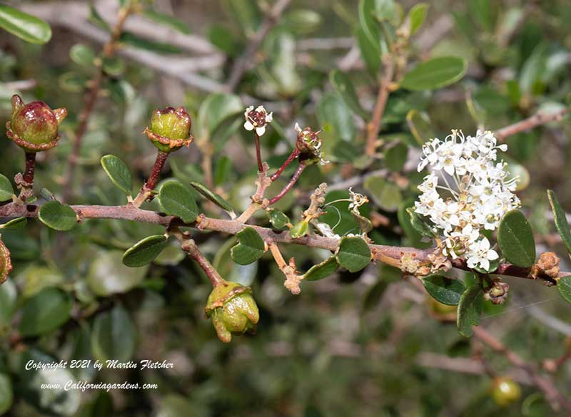 Ceanothus megacarpus, Bigpod California Lilac, seedpods