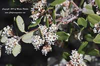 Ceanothus megacarpus
