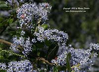Ceanothus oliganthus sorediatus