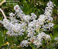 Ceanothus spinosus