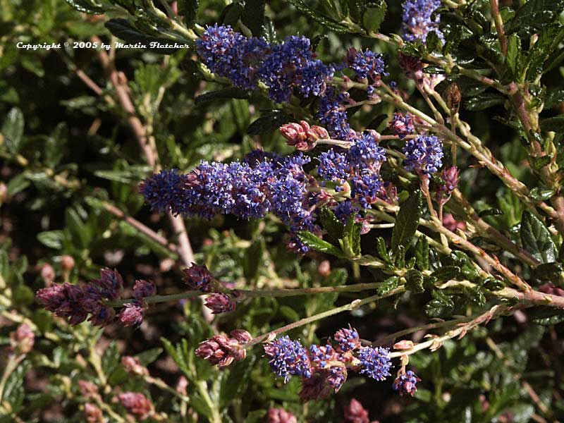 Ceanothus Wheeler Canyon