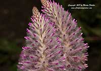 Celosia argentea spikata, Flamingo Feather, Wheatstraw Celosia