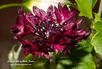 Centaurea cyanus Black Gem, Black Gem Bachelor Button