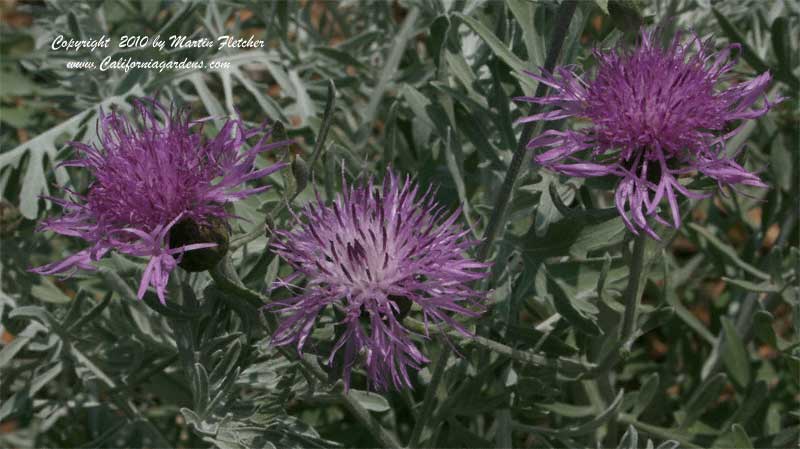 Centaurea gymnocarpa, Pink Dusty Miller