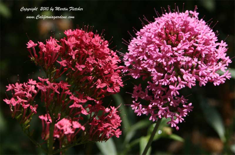 Centranthus ruber, Jupiter's Beard, Red Valerian