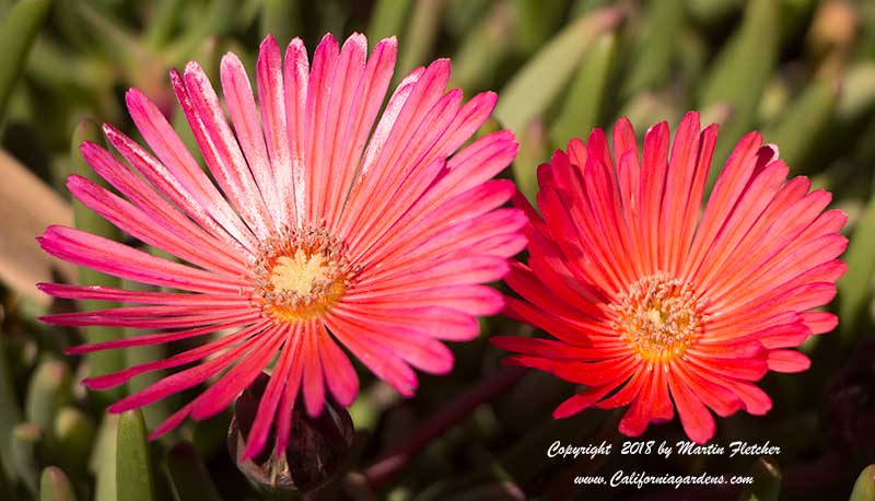 Cephalophyllum stayneri, Red Spike Ice Plant