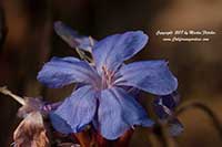 Ceratostigma plumbaginoides, Leadwort