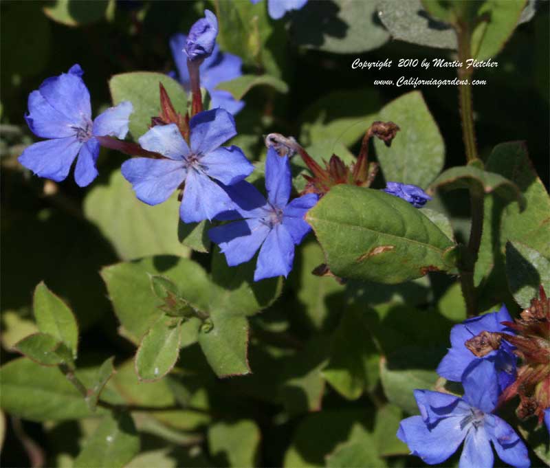 Ceratostigma plumbaginoides, Dwarf Plumbago, Leadwort