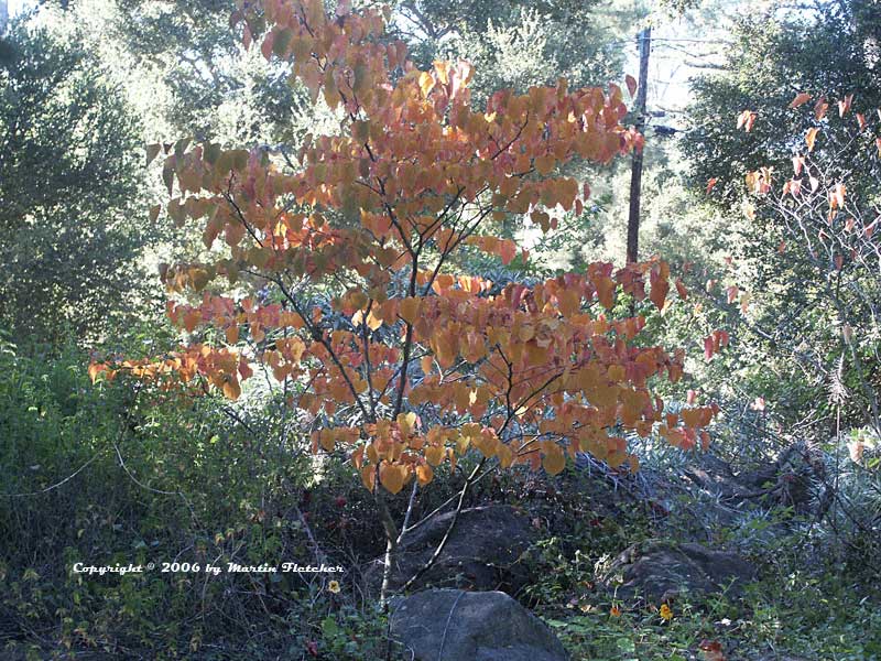 Cercis canadensis Forest Pansy, Eastern Redbud