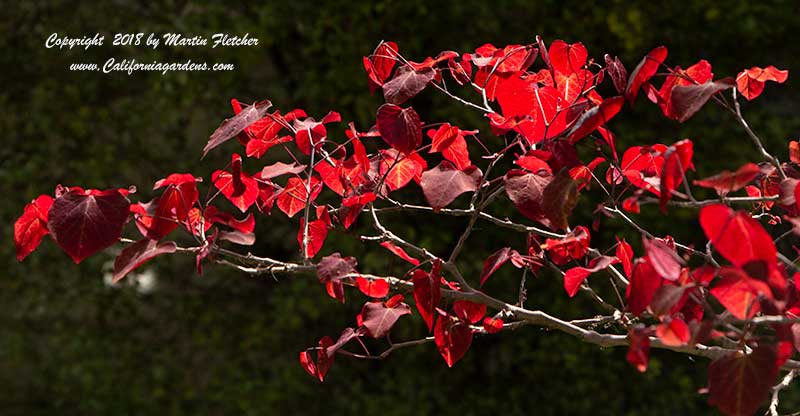 Cercis canadensis Forest Pansy, Eastern Redbud