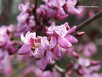 Cersis occidentalis, Western Redbud
