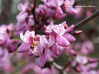 Western Redbud, Cercis occidentalis