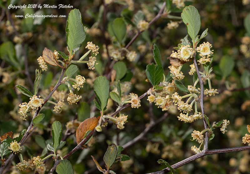 Cercocarpus betuloides, Mountain Mahogany