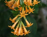 Cestrum aurantaiacum, Orange Jessamine