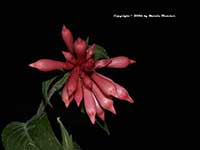 Cestrum elegans smithii, Pink Cestrum