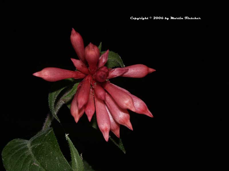 Cestrum elegans smithii, Pink Cestrum