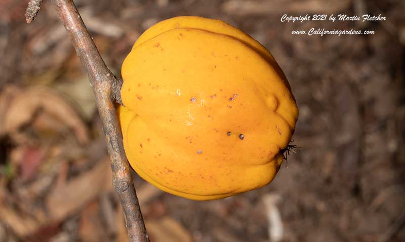 Chaenomeles fruit,  Flowering Quince